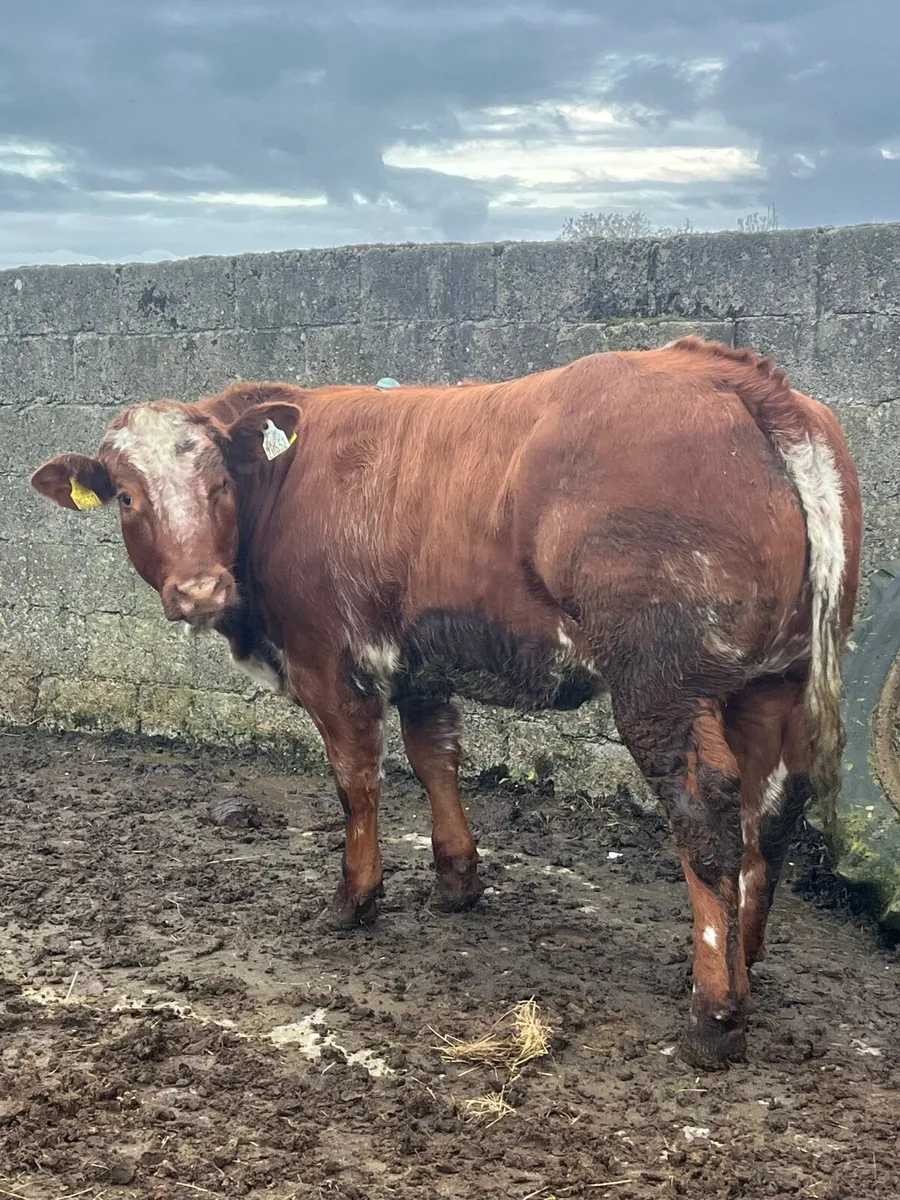 🌟Roan show heifer 🌟 - Image 2