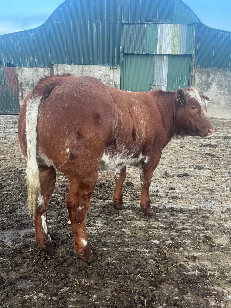 🌟Roan show heifer 🌟 - Image 1
