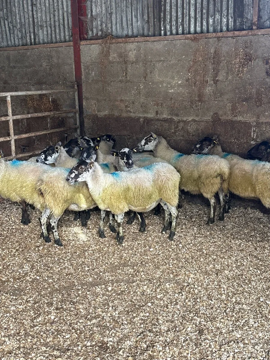 💥15 mule ewes 💥 - Image 2