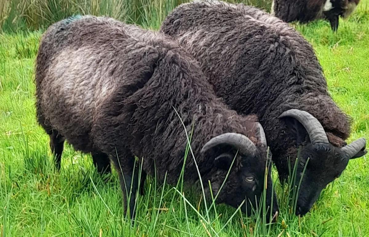 Shetland sheep - Image 3