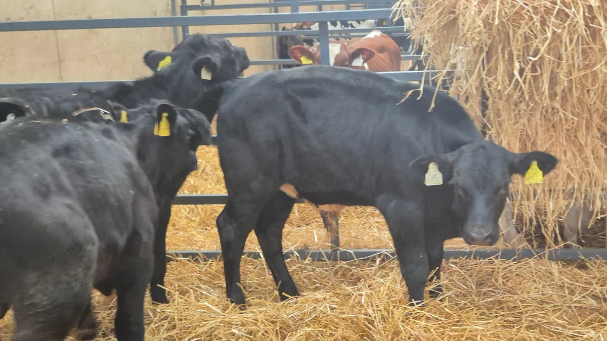 10 Starter Aberdeen Angus & Hereford bulls - Image 3