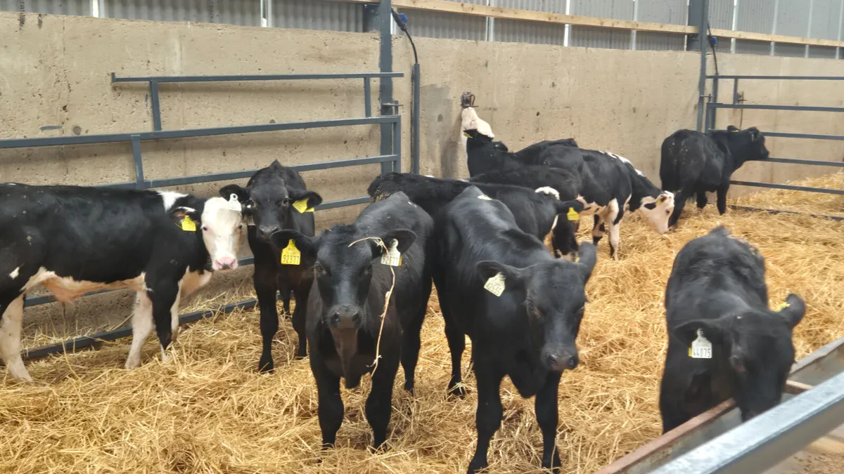 10 Starter Aberdeen Angus & Hereford bulls - Image 1