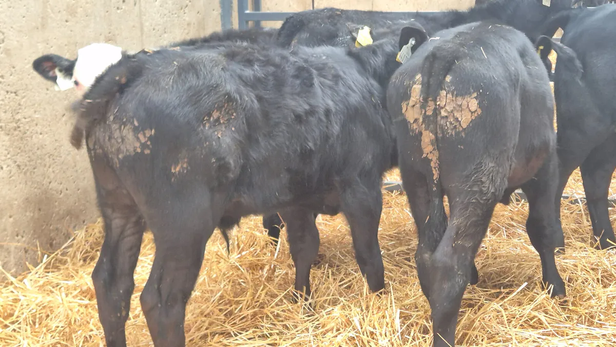 10 Starter Aberdeen Angus & Hereford bulls - Image 4