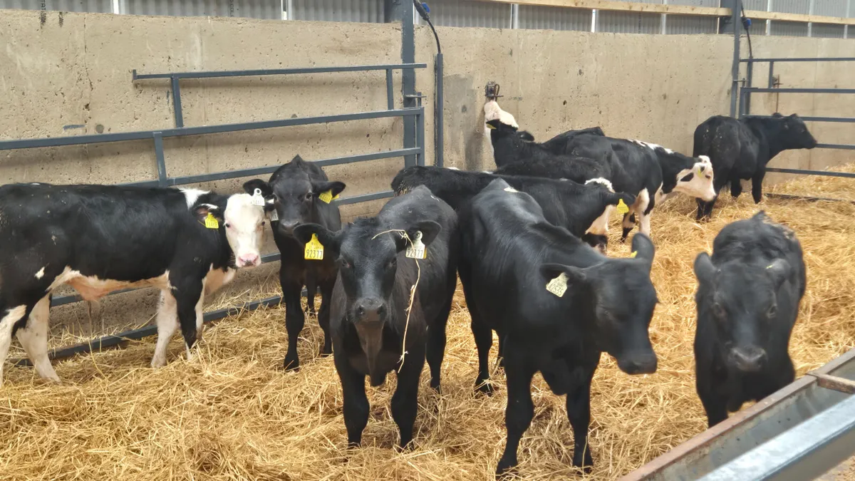 10 Starter Aberdeen Angus & Hereford bulls - Image 2