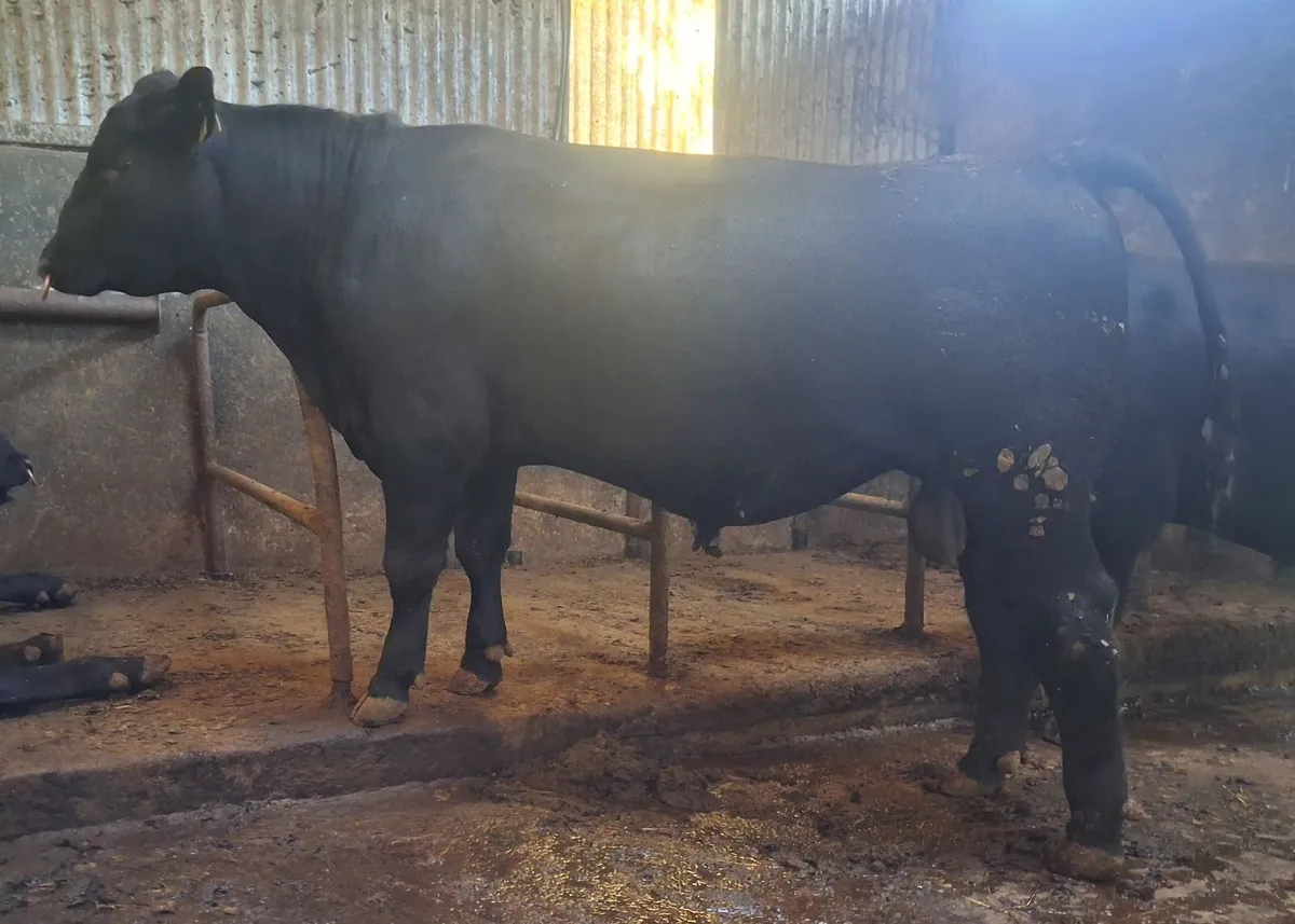 PBR Angus Bull for sale - Image 2