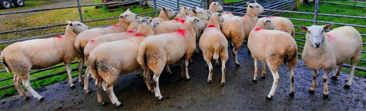 25 Hoggets for sale. - Image 2