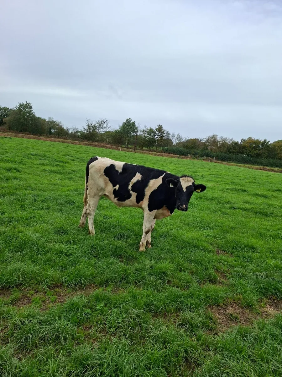 15 Holstein Maiden Heifers - Image 1