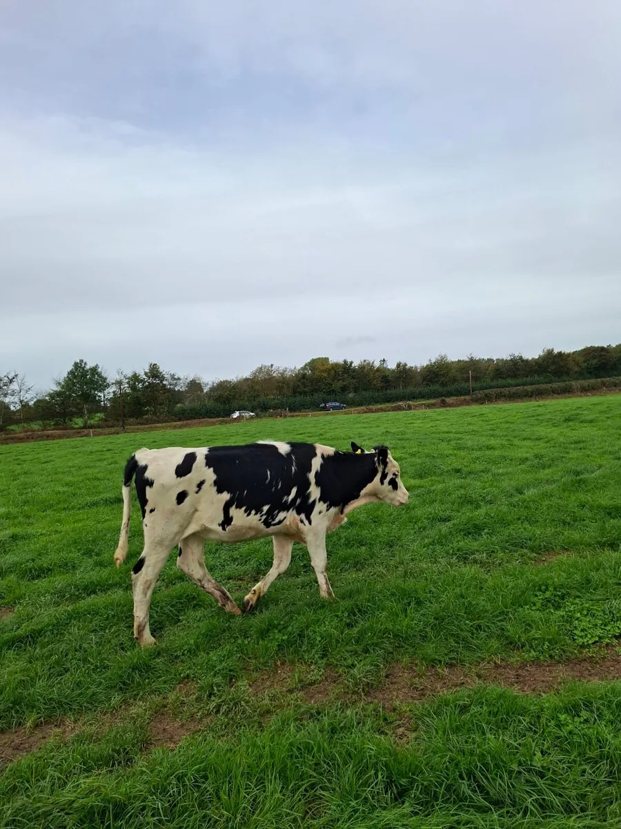 15 Holstein Maiden Heifers - Image 2