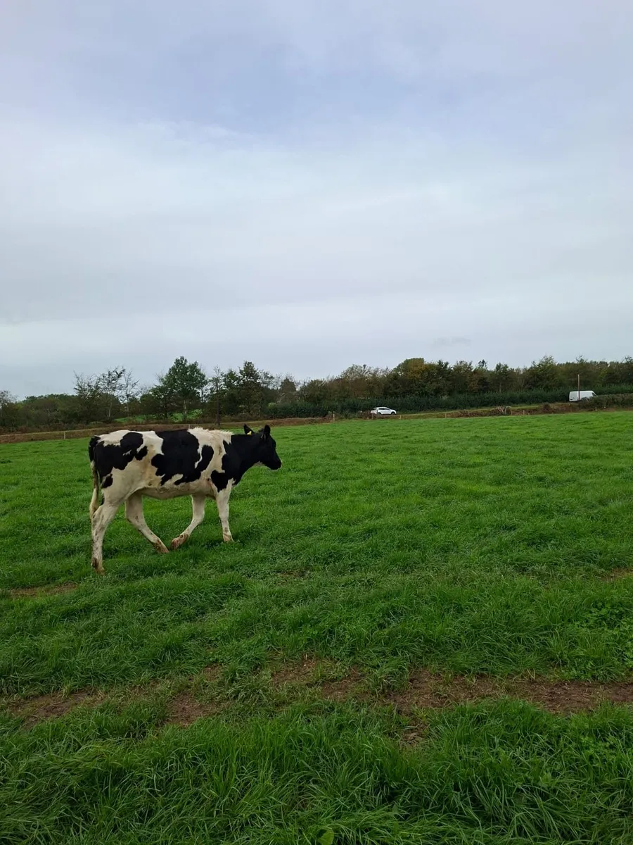 15 Holstein Maiden Heifers - Image 3