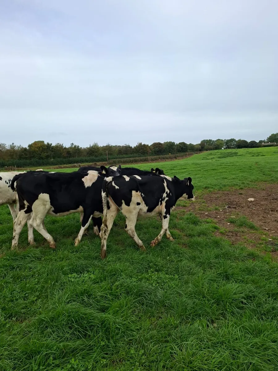 15 Holstein Maiden Heifers - Image 4