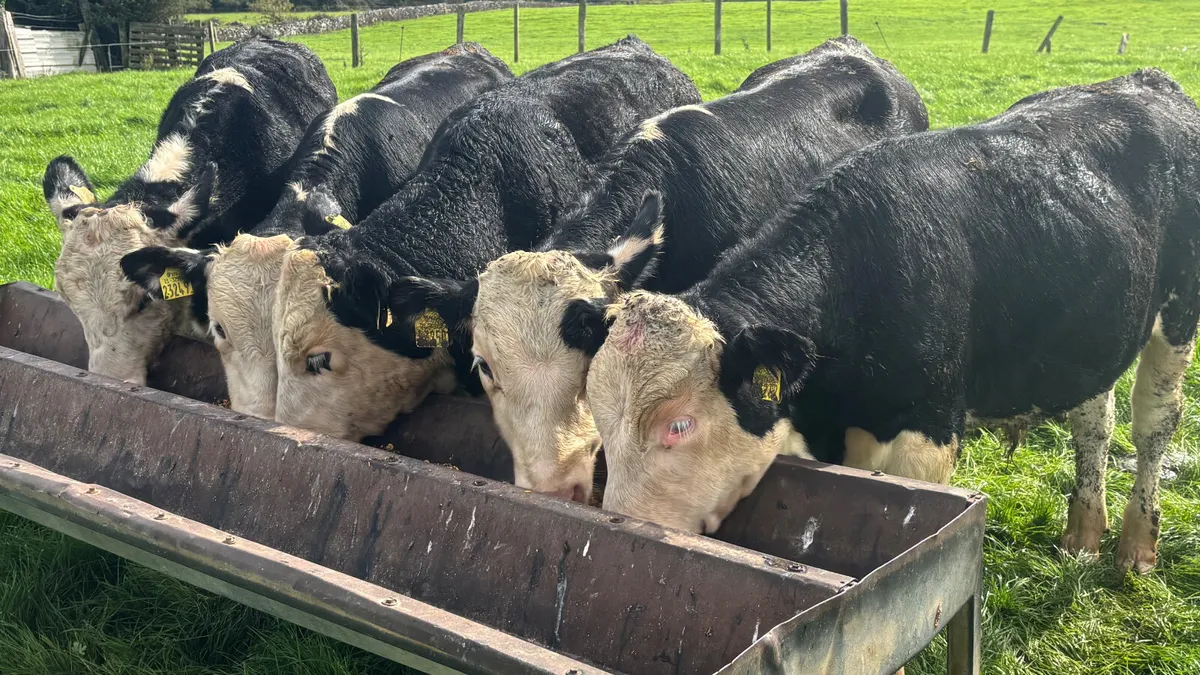 5 Quality Hereford Bulls Wealings - Image 3