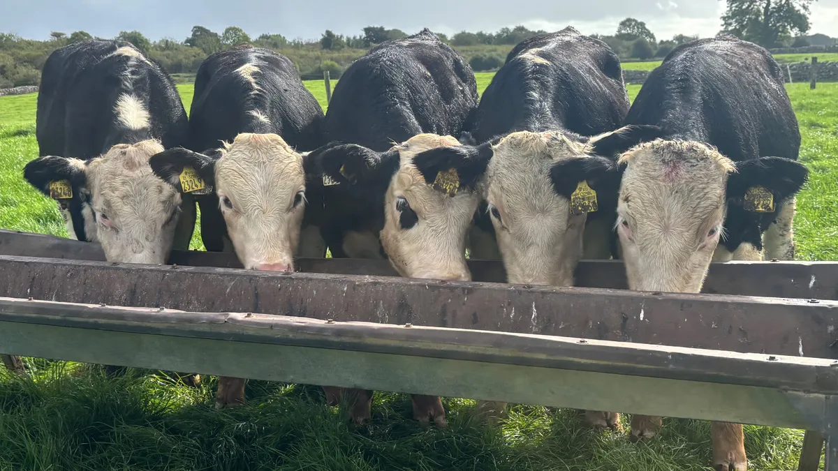 5 Quality Hereford Bulls Wealings - Image 1