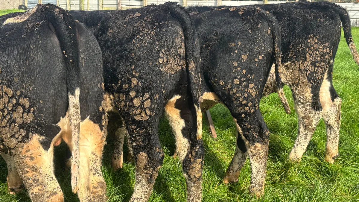 5 Quality Hereford Bulls Wealings - Image 2