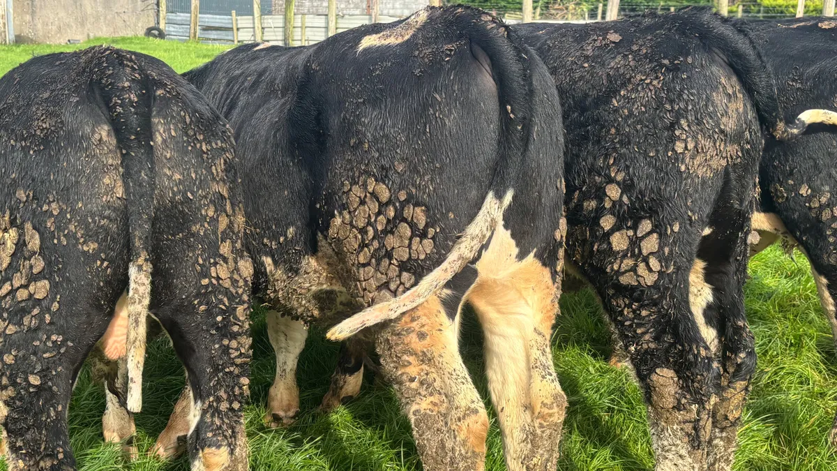 5 Quality Hereford Bulls Wealings - Image 4