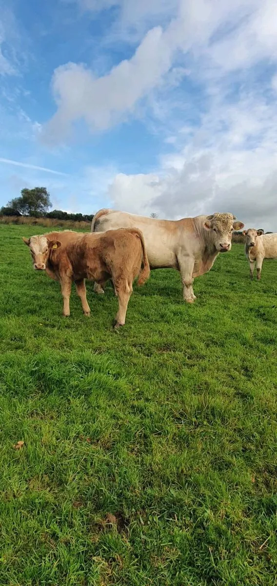 Suckler Weanlings - Image 2