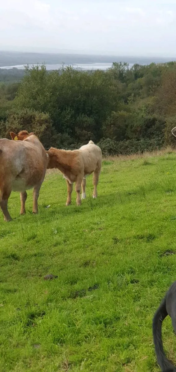 Suckler Weanlings - Image 3