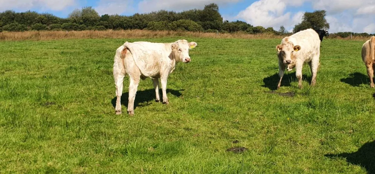 Suckler Weanlings - Image 1