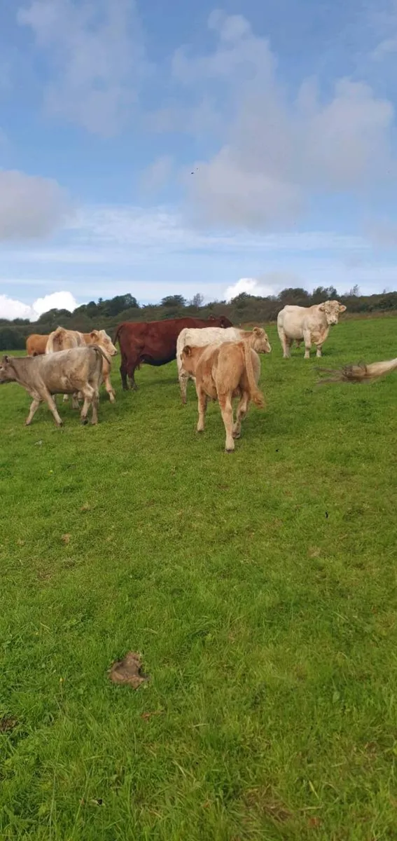 Suckler Weanlings - Image 4