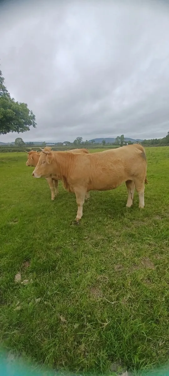 organic heifers - Image 3