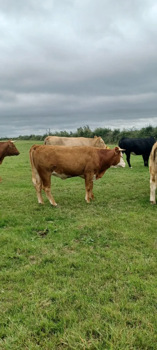 organic heifers - Image 4