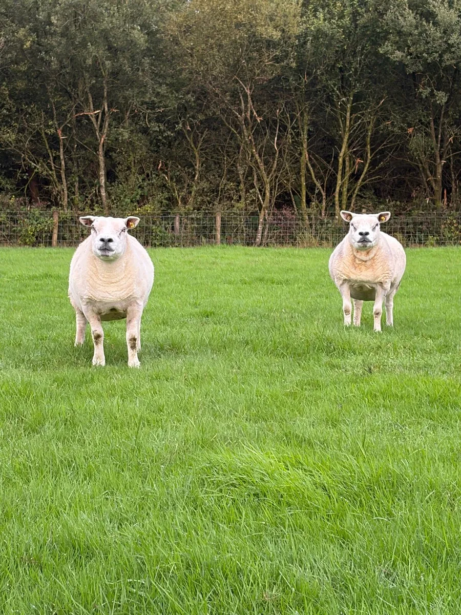 2 pbr Texel ewes - Image 2