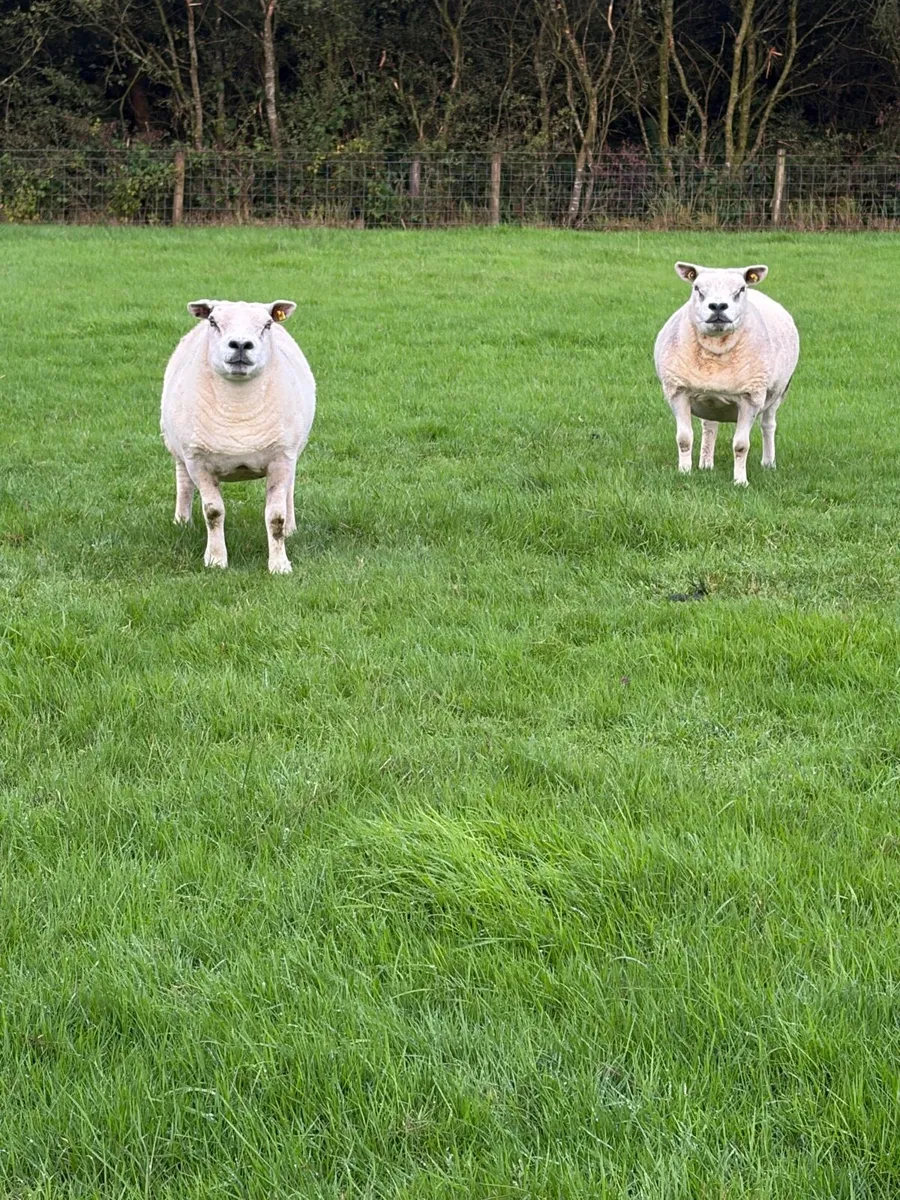 2 pbr Texel ewes - Image 3