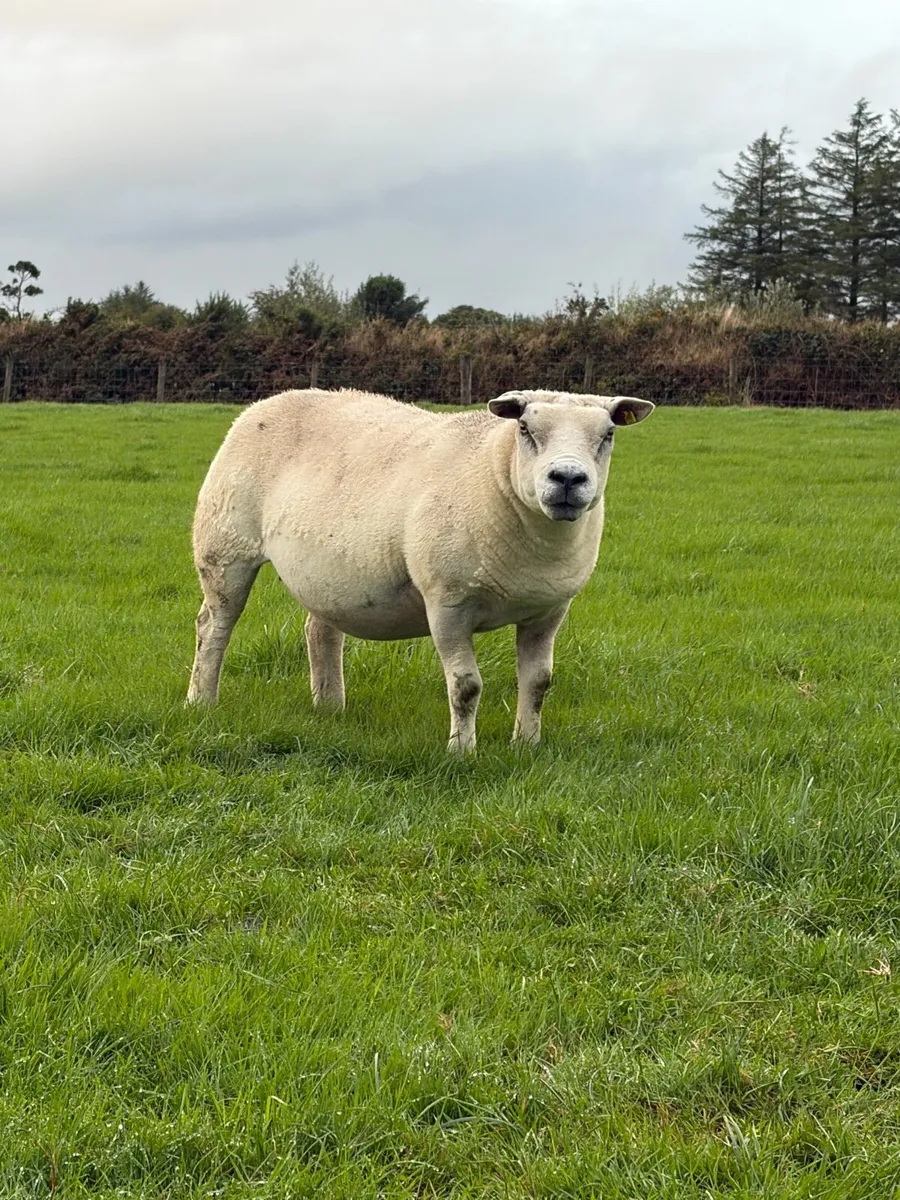 2 pbr Texel ewes - Image 4