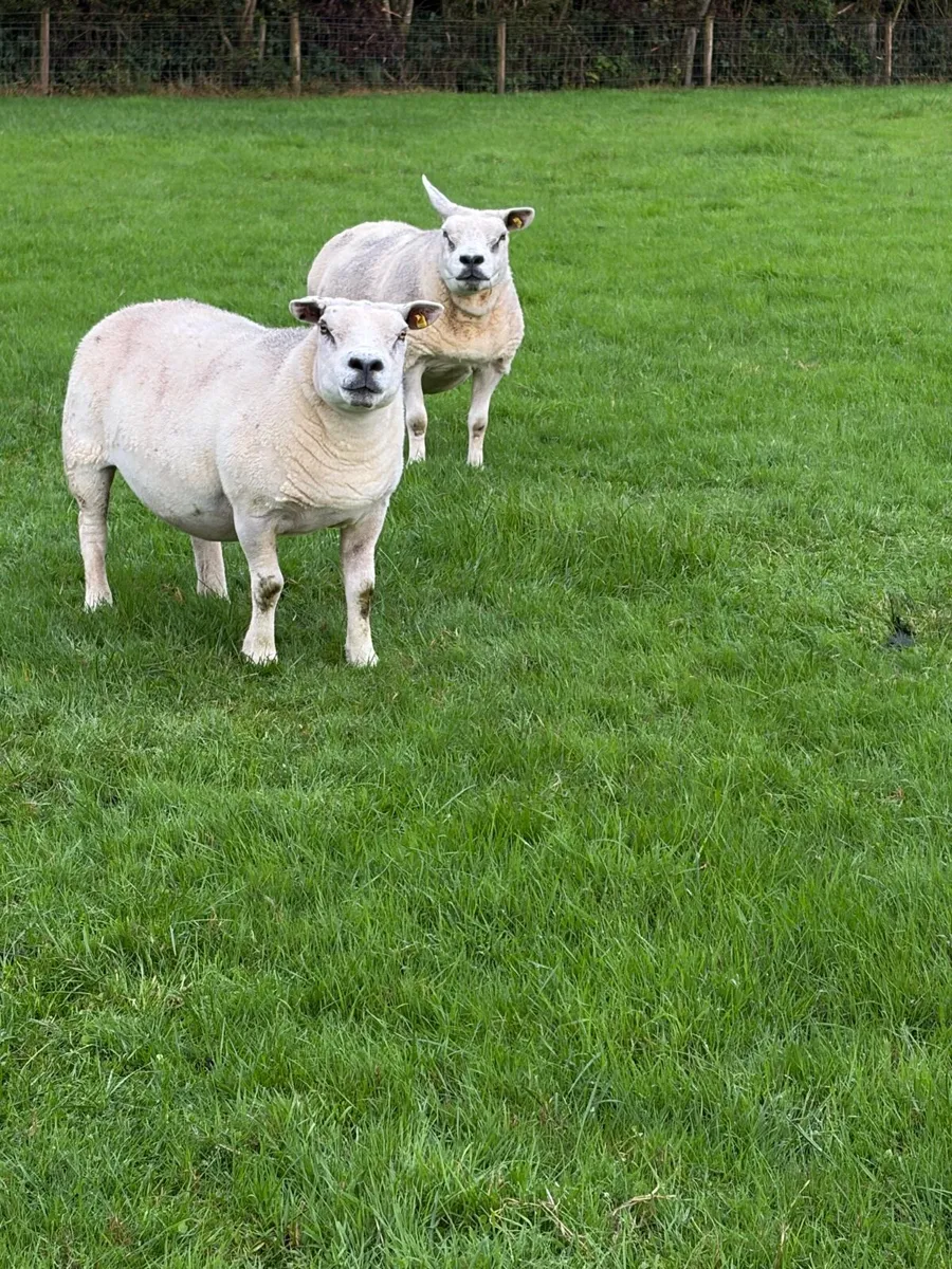 2 pbr Texel ewes - Image 1