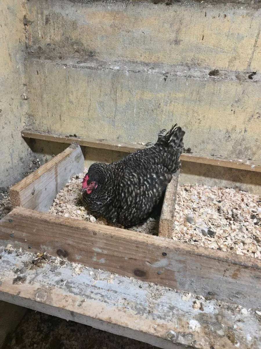 Clocking hen french maran
