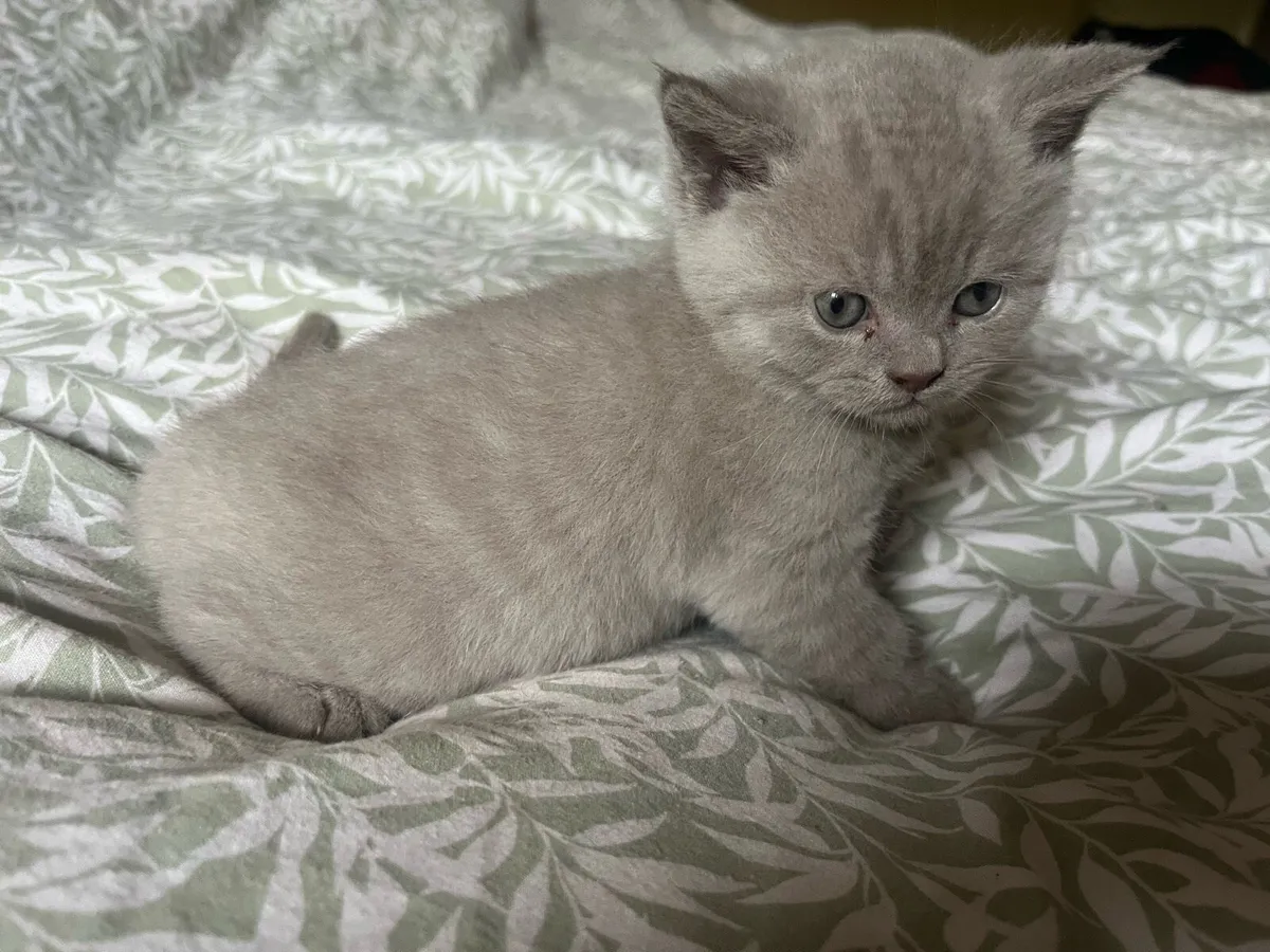British shorthair kittens - Image 2