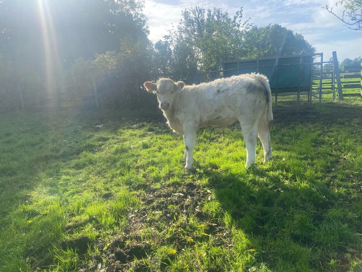 Organic weanlings Elphin Mart - Image 2