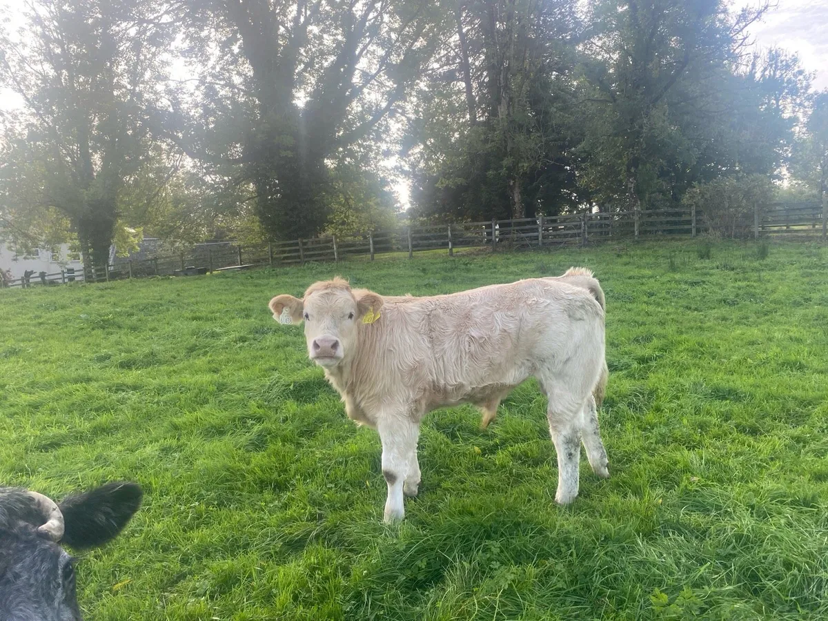 Organic weanlings Elphin Mart - Image 3