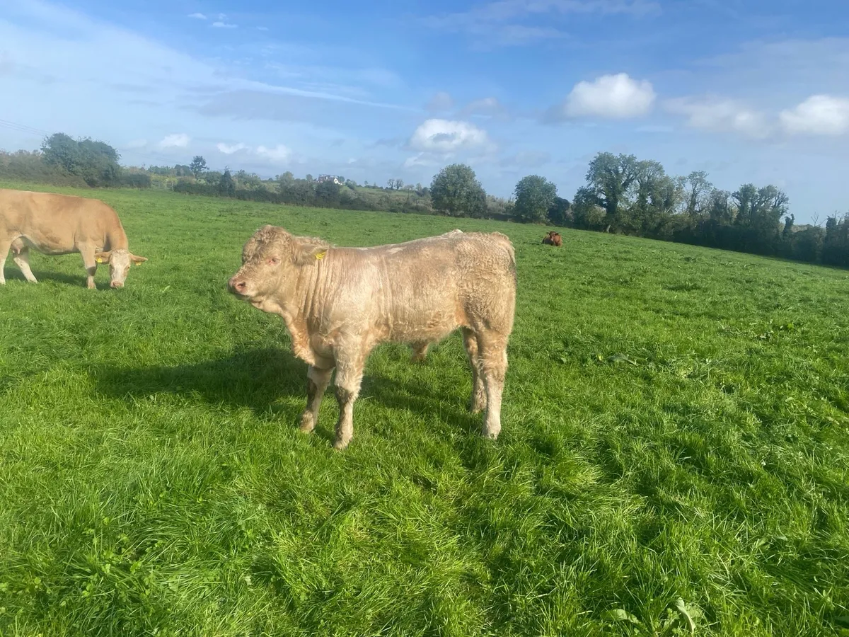Organic weanlings Elphin Mart - Image 4