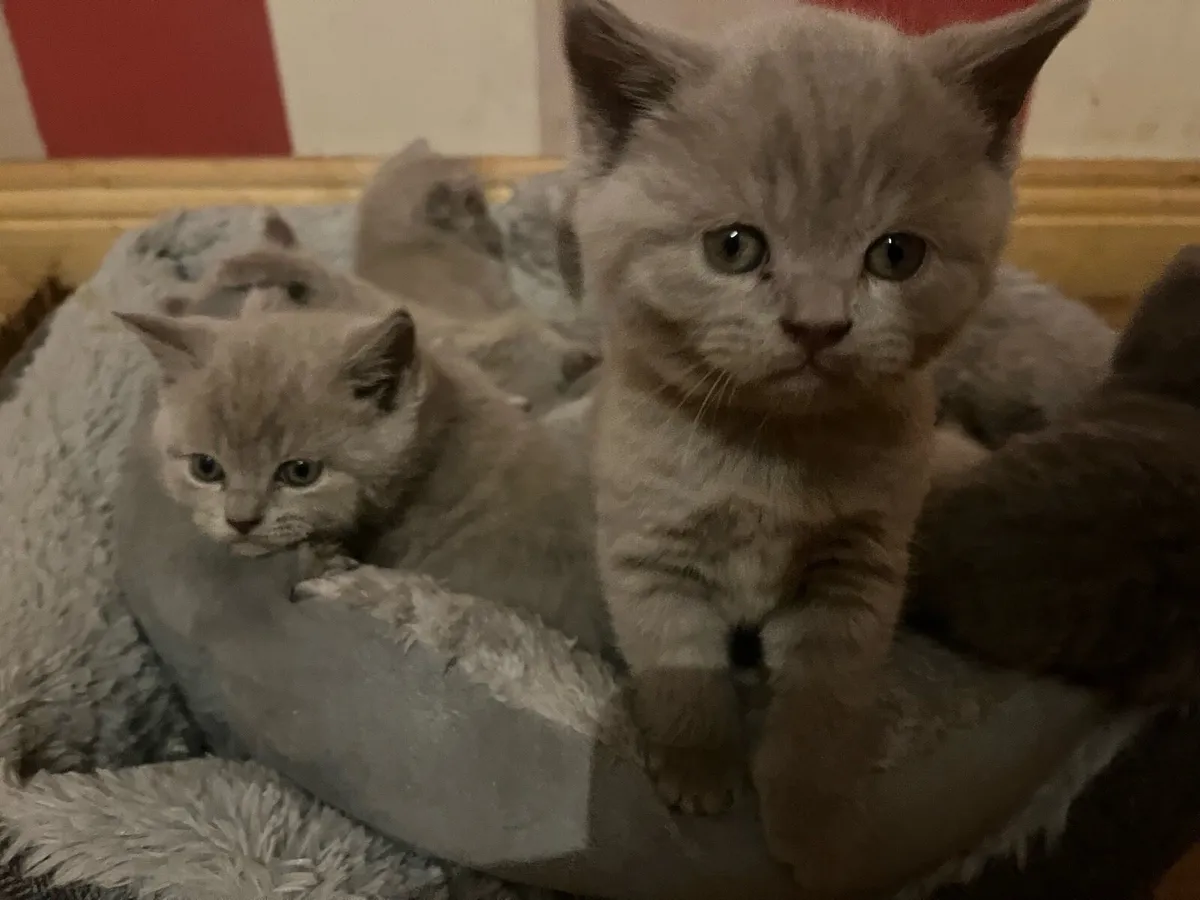 British shorthair kittens - Image 3