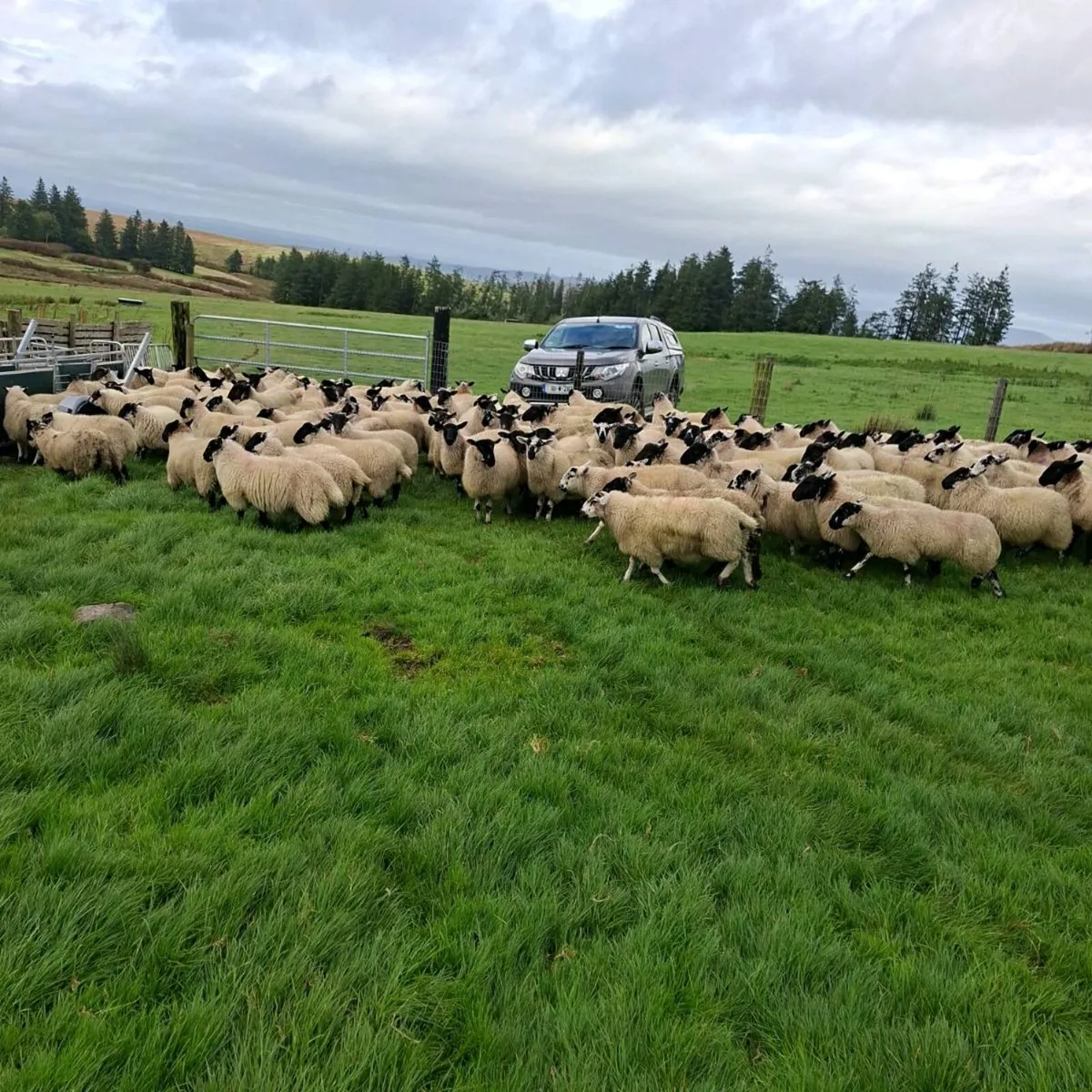 270 Suffolk X Ewe Lambs - Image 1