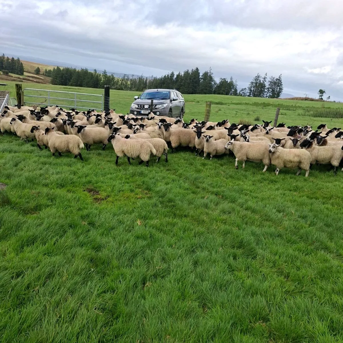 270 Suffolk X Ewe Lambs - Image 2