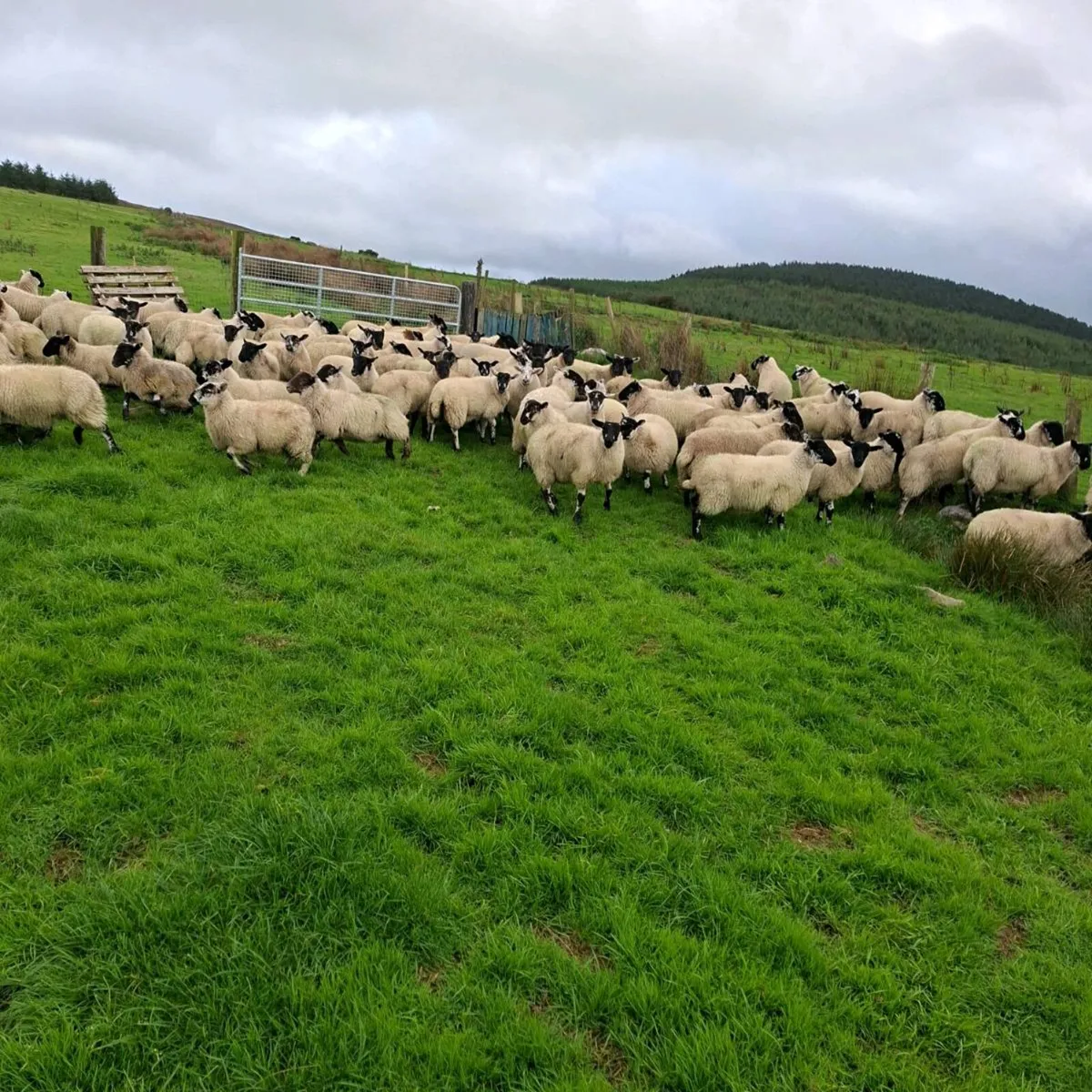 270 Suffolk X Ewe Lambs - Image 3