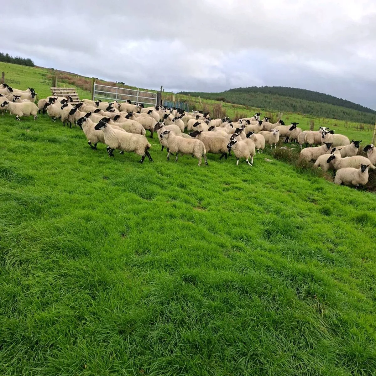 270 Suffolk X Ewe Lambs - Image 4