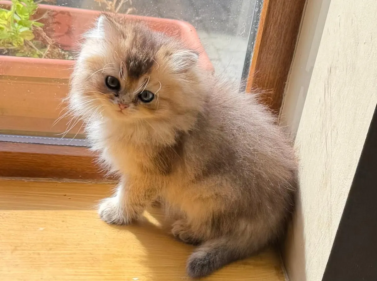 Golden British Longhair female kitten - Image 3