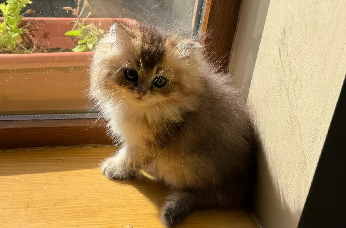 Golden British Longhair female kitten - Image 4
