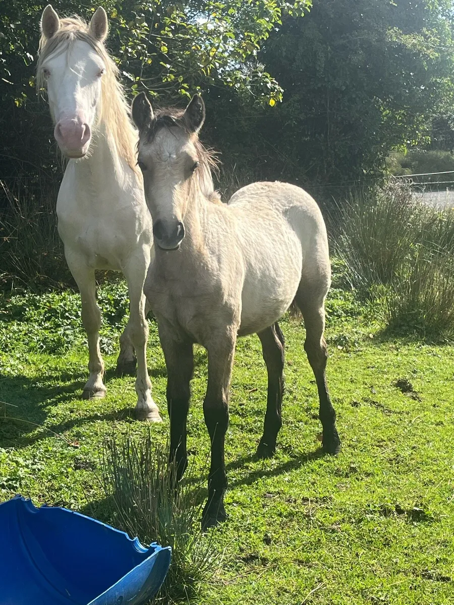 Connemara Filly Foals - Image 2