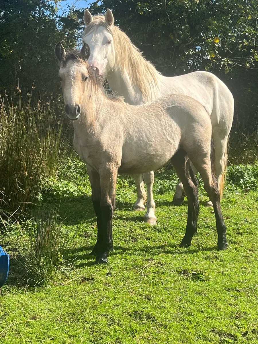 Connemara Filly Foals - Image 3