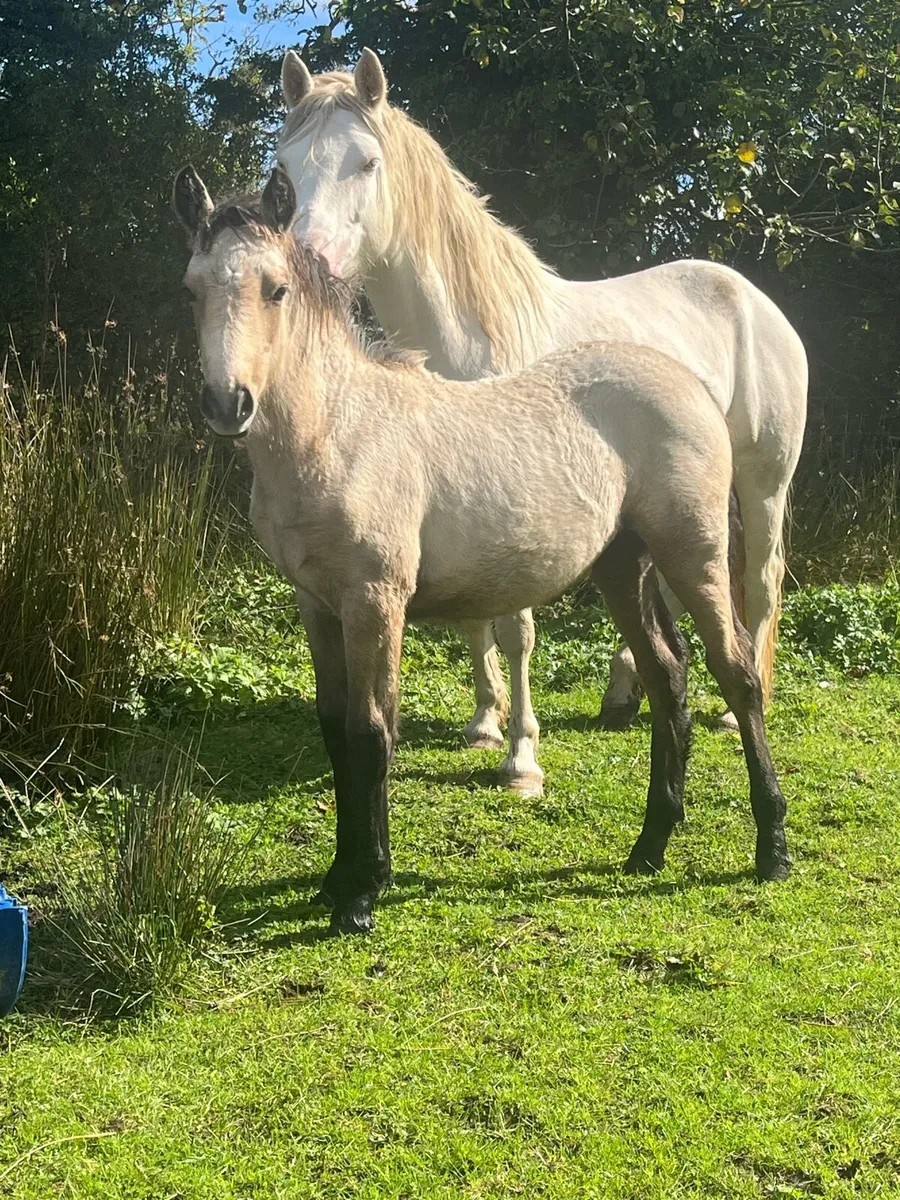 Connemara Filly Foals - Image 1