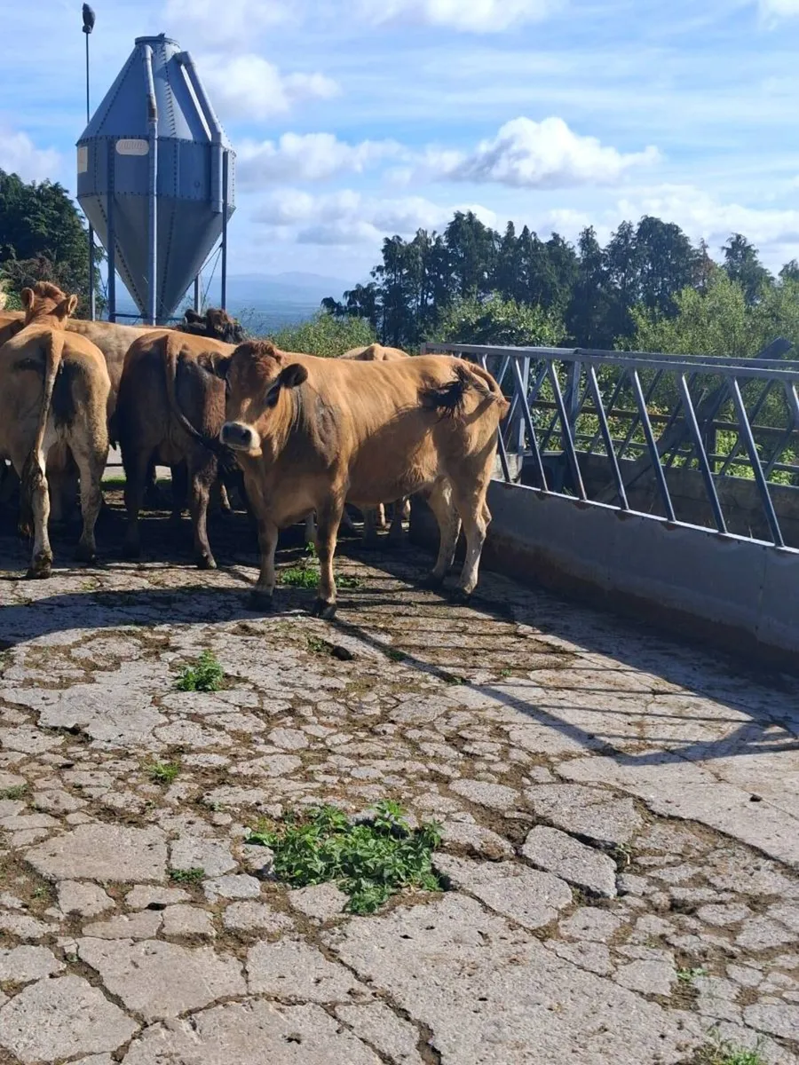 PBNR Limousins & Parthenise - Image 1