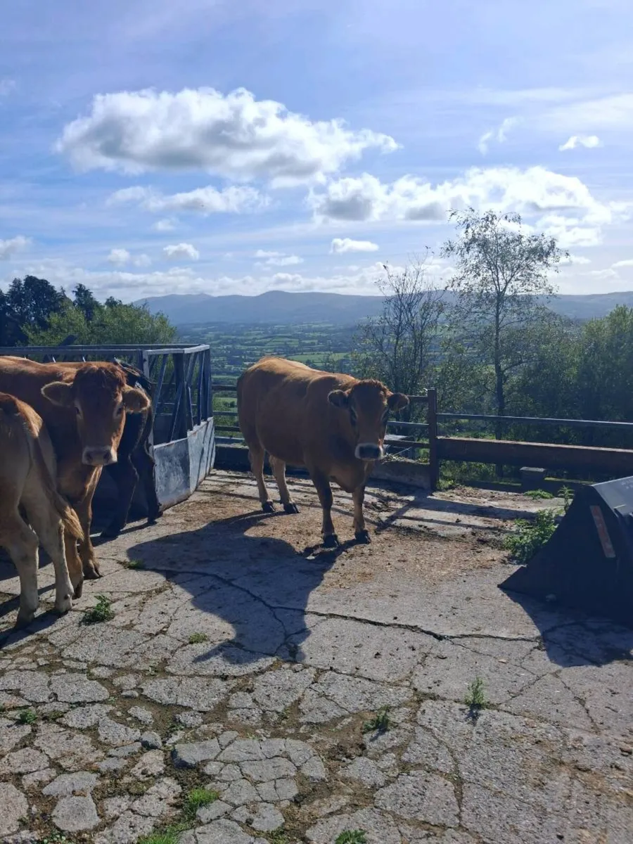 PBNR Limousins & Parthenise - Image 2