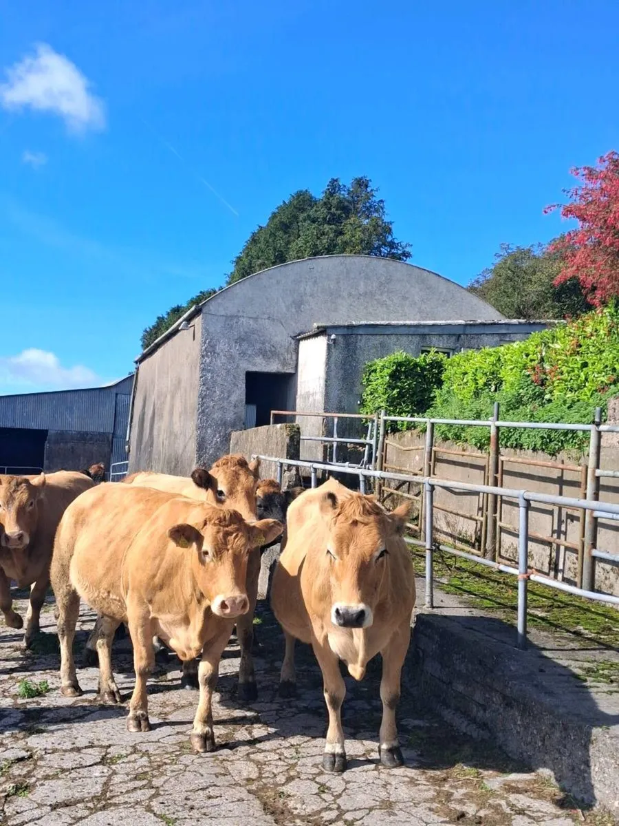 PBNR Limousins & Parthenise - Image 3