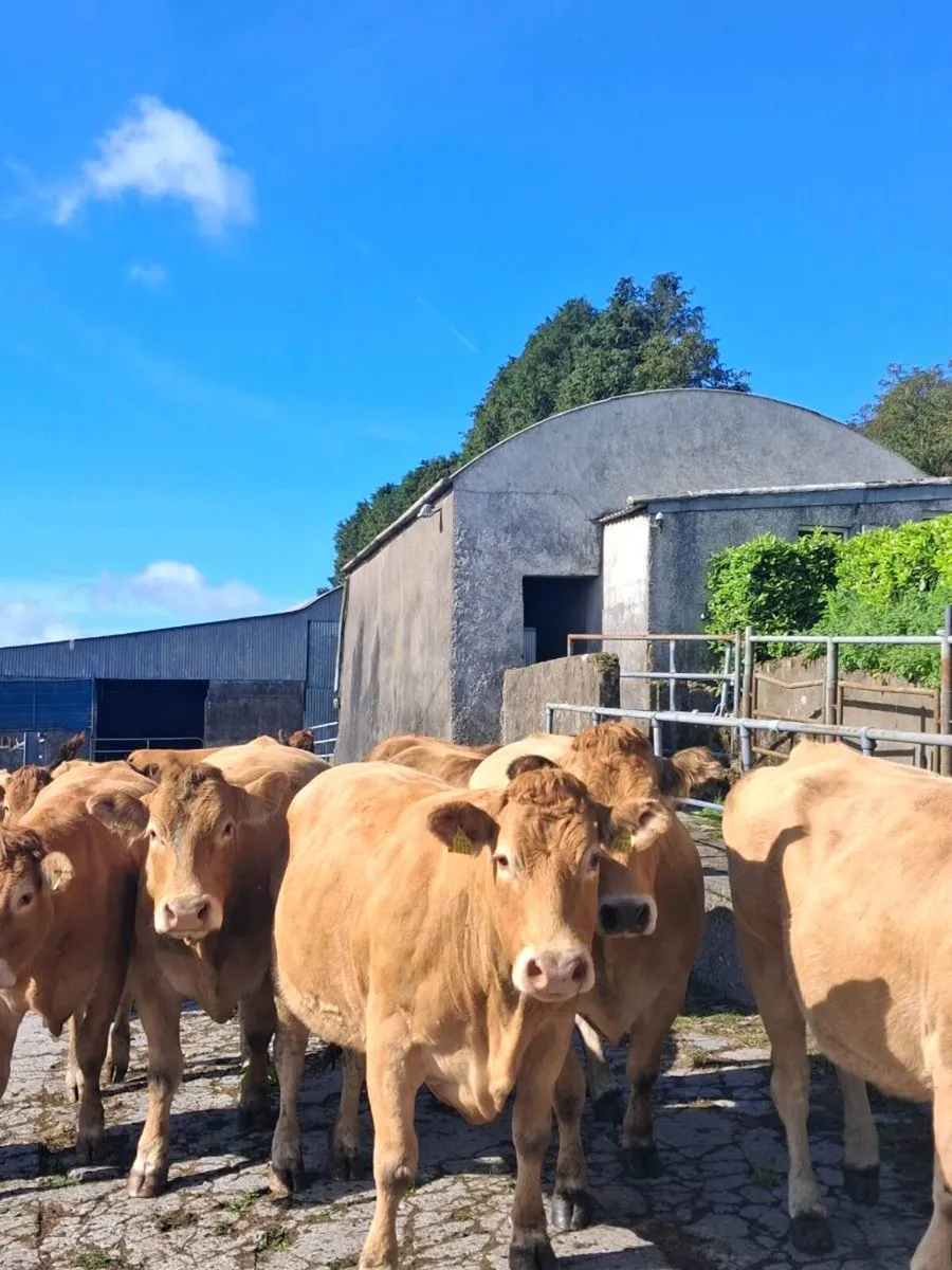 PBNR Limousins & Parthenise - Image 4