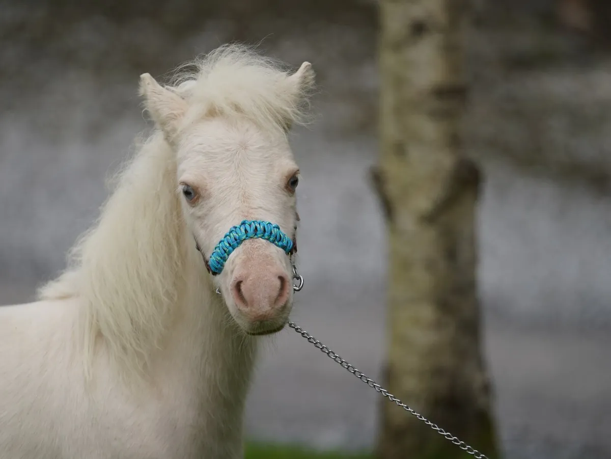 Miniature pony colts, will stay small - Image 2