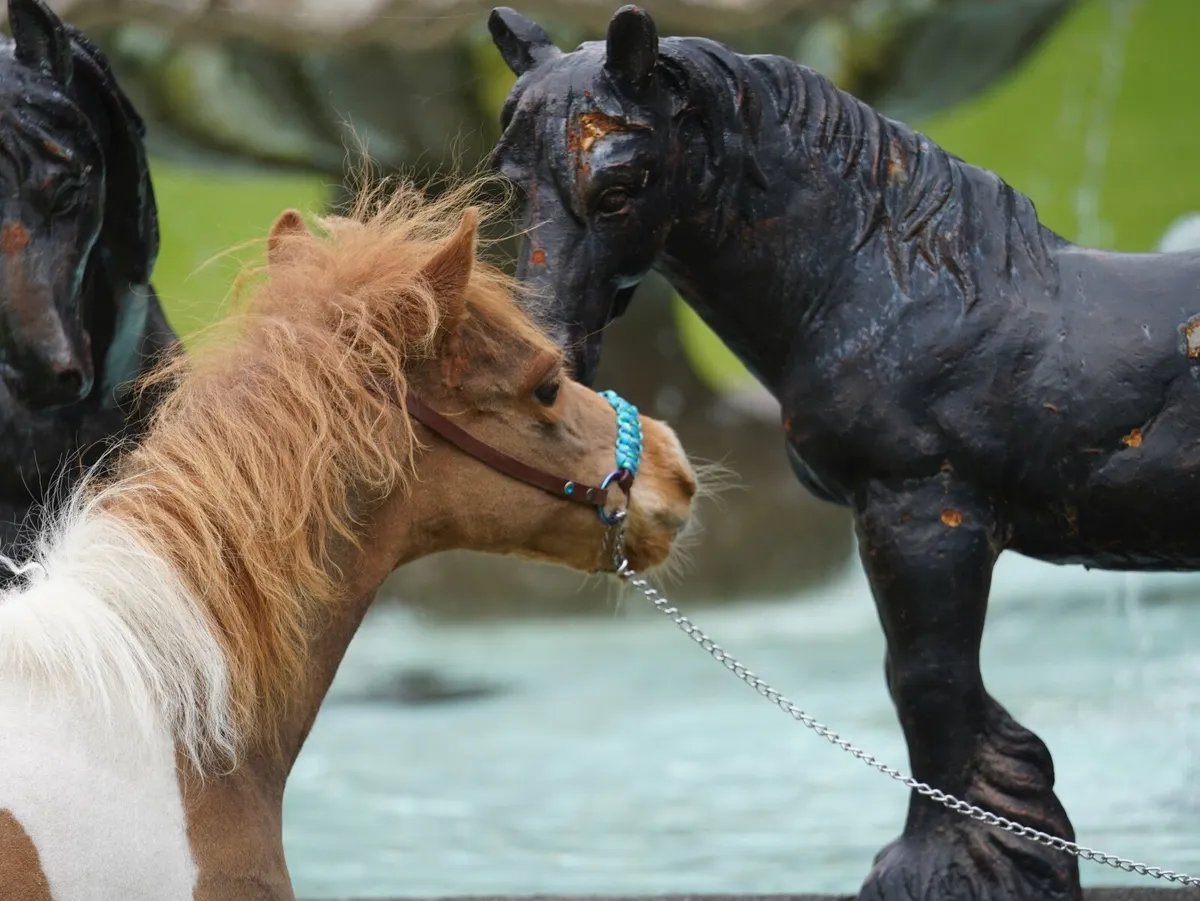 Miniature pony colts, will stay small - Image 3