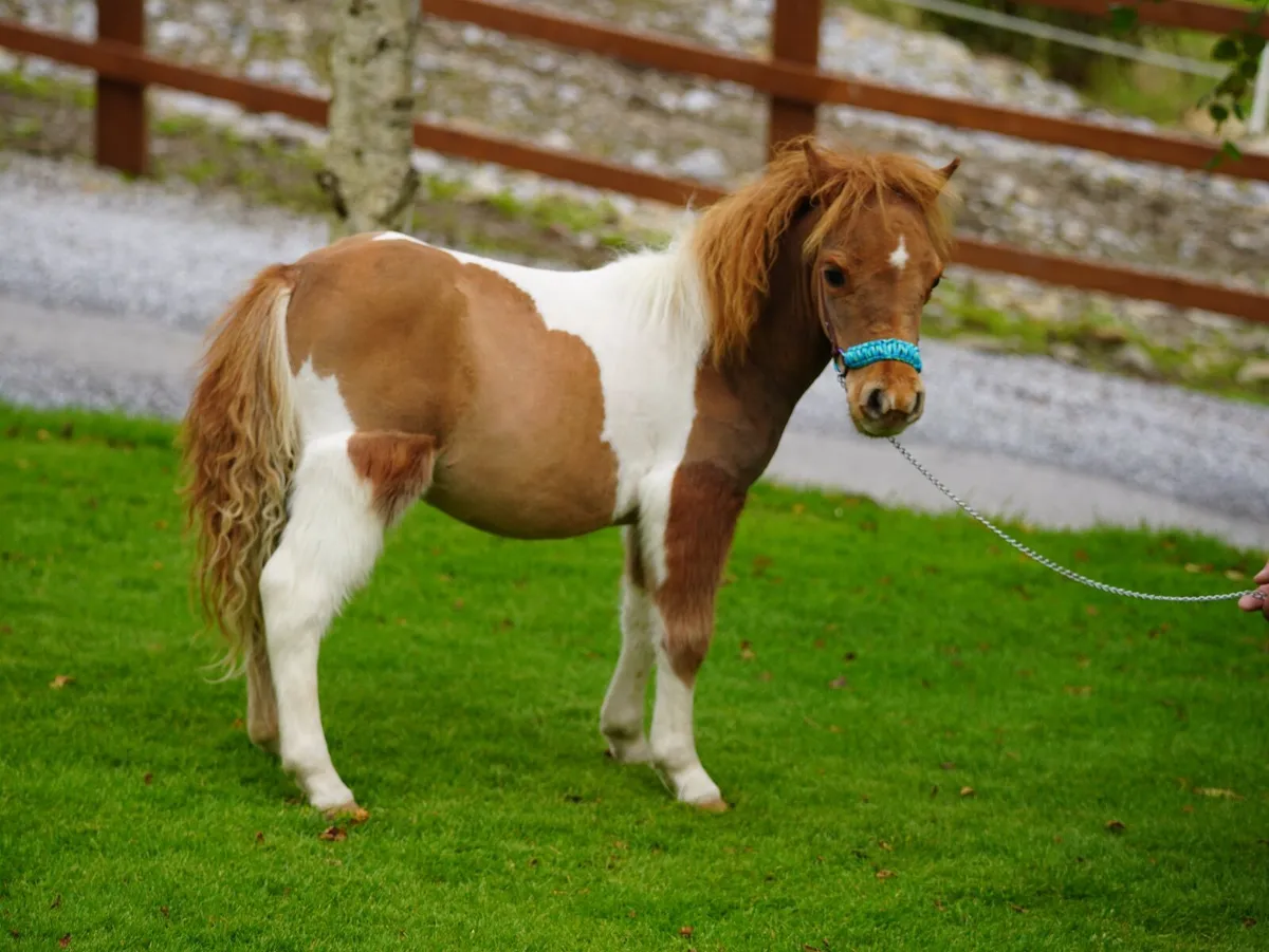 Miniature pony colts, will stay small - Image 4